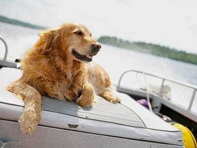 Golden Retriever relaxing on a boat after his dog allergy treatment
