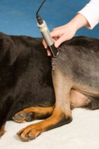 Pet Laser Therapy in Miami