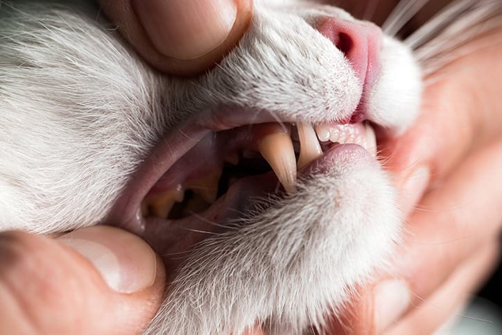 Veterinarian looking at a cat's teeth