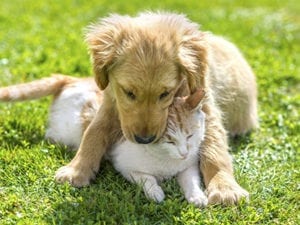 golden retriever puppy laying on top of cat in the grass: Client Reviews in Miami