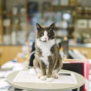 Pet Pharmacy in Miami: Cat sitting on reception desk
