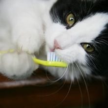 The Importance of Pet Dental Maintenence