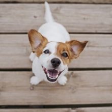 5 Tips to Keep Your Dog’s Teeth Clean in Miami, FL