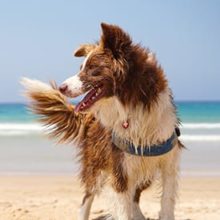 Top 6 Dog Friendly Beaches in Miami, FL