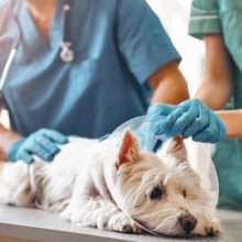 5 Signs Your Pet Needs to See the Emergency Vet in Miami, FL