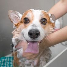 6 Tips for Dog Grooming at Home in Miami, FL
