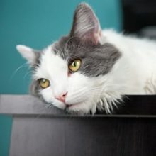 How Do You Know if Your Cat Has Ringworm in Miami, FL?