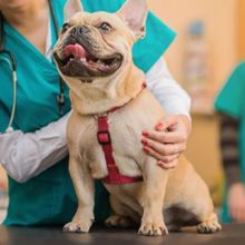 What to Expect at Your Dog’s Vet Visit in Miami, FL