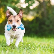 What Does Dog Boarding Cost in Miami, FL?