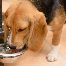 Dog Dehydration in Miami, FL is Serious: Here are 3 Tips to Keep Your Pet Safe