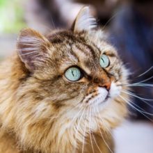 What is a Hypoallergenic Cat in Miami, FL?
