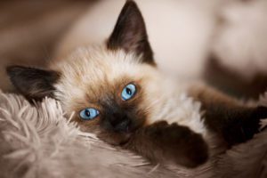 hypoallergenic balinese cat in miami, fl