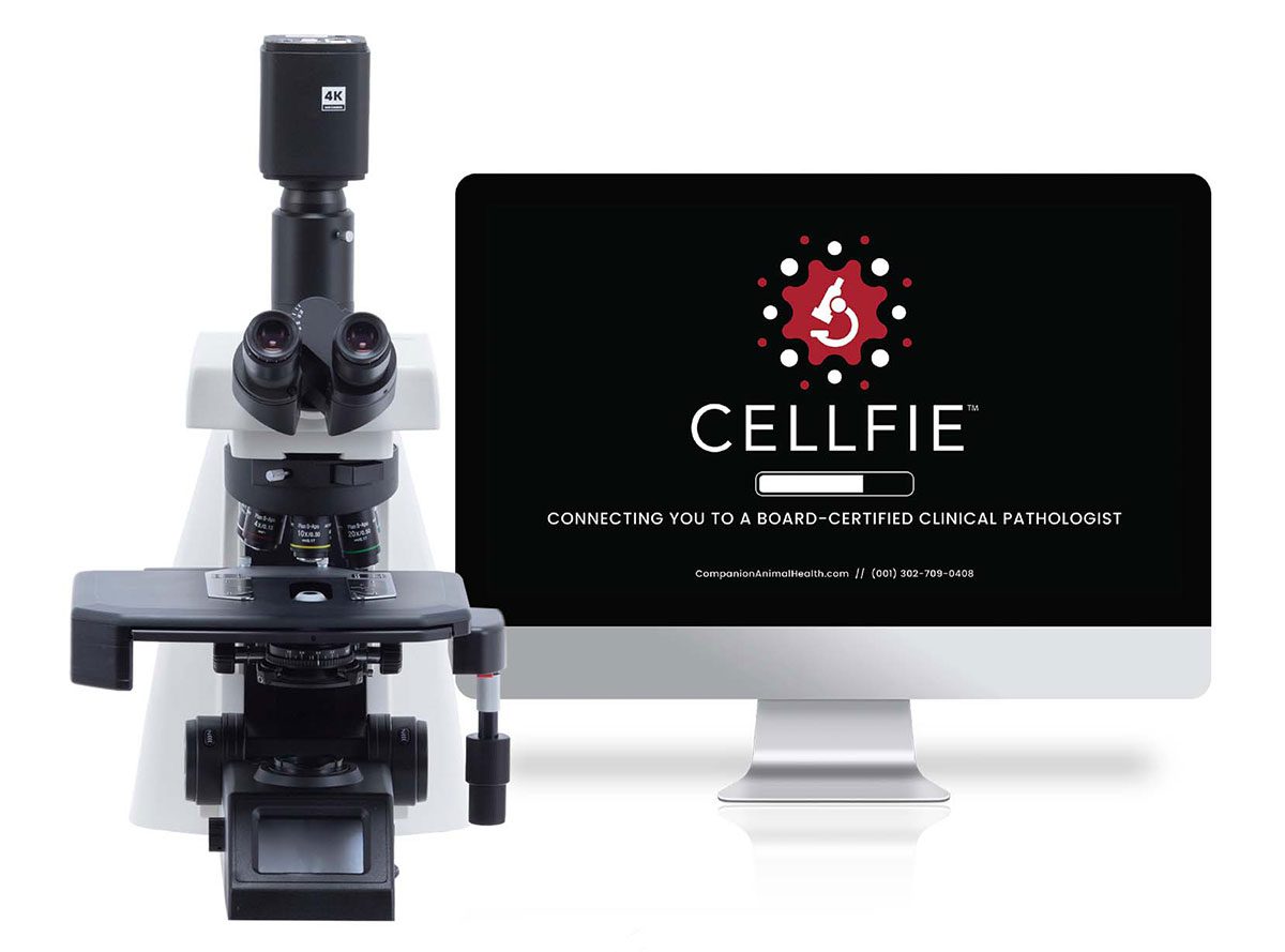 Cellfie Microscope and Computer in Miami, FL