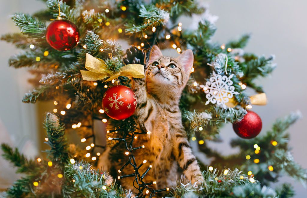 Cat Proof Christmas Tree in Miami, FL