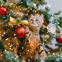 7 Tips for Cat Proofing a Christmas Tree in Miami, FL