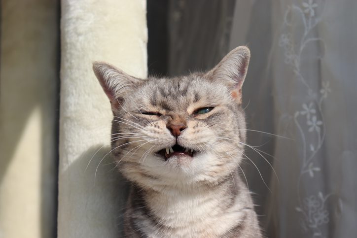 cat sneezing in miami, fl