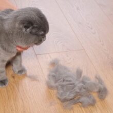 What is Causing My Cat’s Hair Loss in Miami, FL?