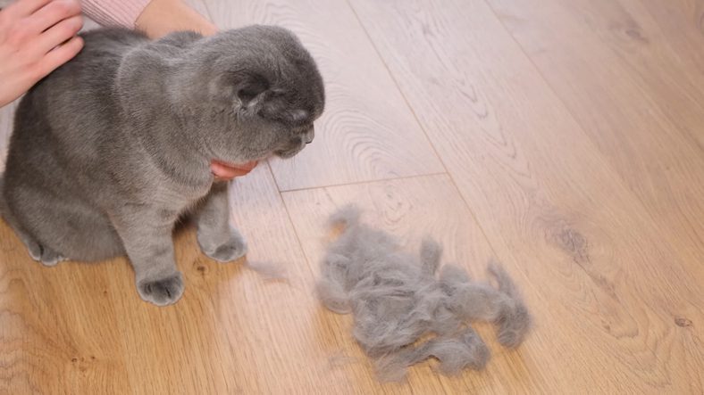 cat hair loss in miami, fl