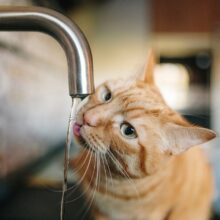 Did You Know That Cats Can Become Dehydrated in Miami, FL? Here’s How to Protect Them