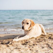 My Dog Ate Sand in Miami, FL – What Should I Do?