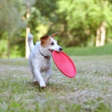 10 Dog Parks in Miami, FL to Visit with Your Pet