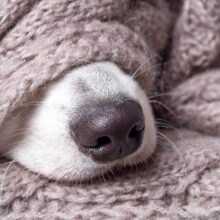 Can Dogs Get Colds?