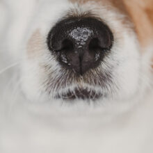 Why is My Dog’s Nose Wet?