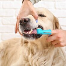 10 Tips to Help with Your Dog’s Bad Breath