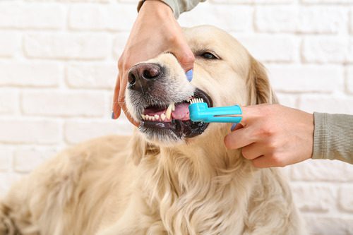 owner-brushing-dog's-teeth