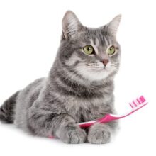 Did You Know it is Important for Cats to Have their Teeth Cleaned? Here’s Why!