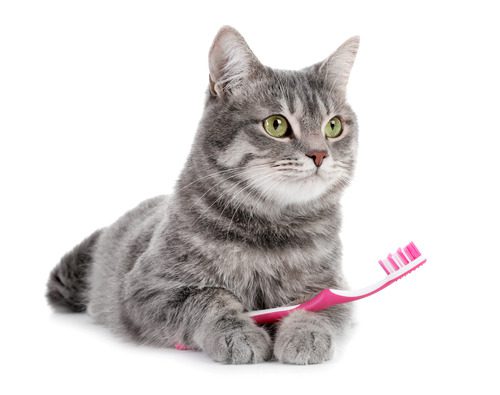 cat-laying-down-with-toothbrush-between-front-paws