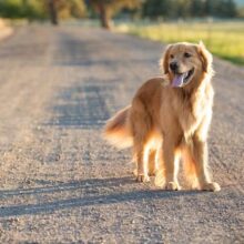 Do Dogs Sweat? How Dogs Stay Cool in the Warm Weather