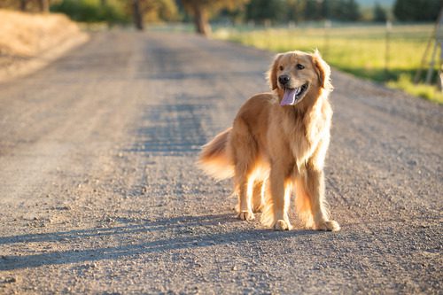 dog-standing-on-dirt-road-while-panting