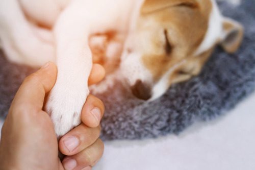 pet-owner-holding-dog's-paw-while-dog-sleeps-on-blanket