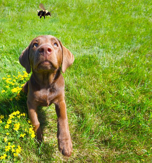 chocolate-lab-puppy-watching-passing-bee-outside