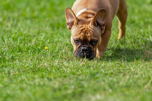 tan-french-bulldog-sniffing-grass