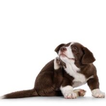 Why Is My Dog Itching So Much?