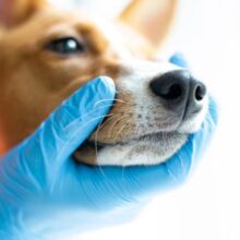Do Dogs Need Their Teeth Cleaned?