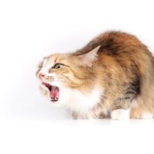 Why Is My Cat Coughing?