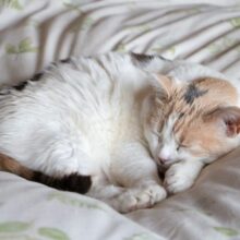 Cat Snoring: Should You Be Concerned?