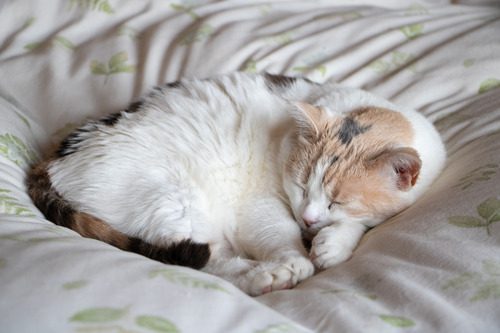 cat-curled-up-asleep-on-the-bed
