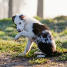 My Dog Stepped on a Bee! What Now?