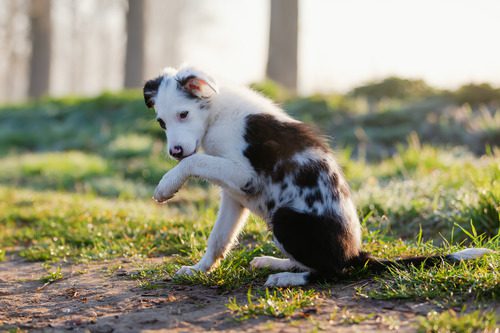 mixed-breed-dog-sitting-in-wooded-area-licking-its-paw