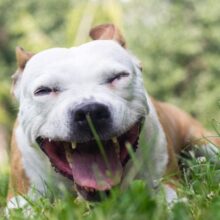 My Dog is Coughing Like Something is Stuck in His Throat!