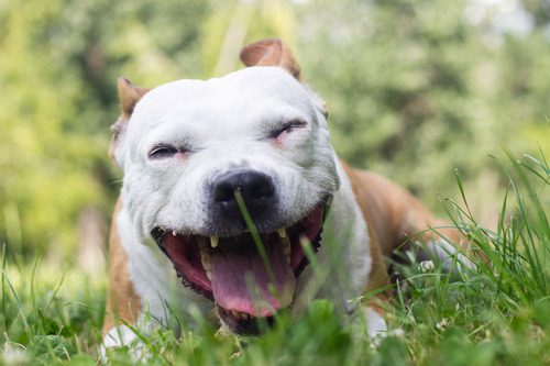 pitbull-mixed-breed-dog-laying-in-the-grass-coughing