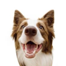 Dog Teeth: Care and Cleaning