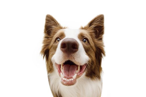 close-up-of-brown-and-white-border-collie-dog-smiling