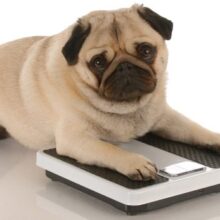 My Dog is Fat: What Can I Do?