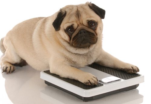 overweight-pug-dog-laying-on-weight-scale